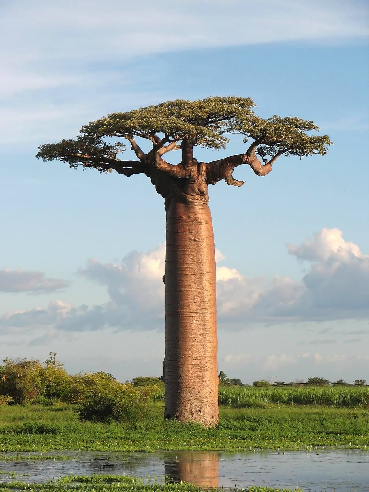 Baobab — l'arbre du savoir-faire FÖKHÈ